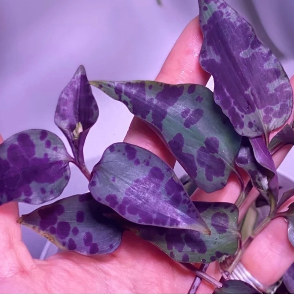 (5) Rare tradescantia tinantia Pringlei (aka Mexican Speck) cuttings - Picture 3 of 6